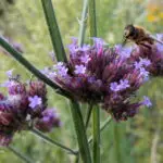 Verbena bonarensis - Eisenkraut 0,25 g, ca. 950  Korn (PG D)