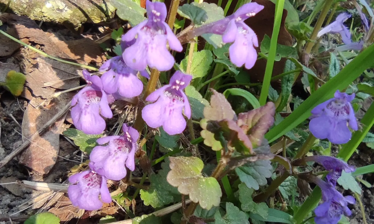 KennArtKurs Wildbienen Exkursion 2022 Glechoma hederacea - Gundermann, 1 Stck. im 12er RC-Topf – Bild 1
