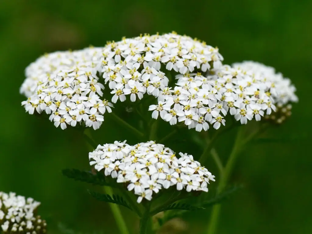 Achillea millefolium - gewöhnliche Schafgarbe 1 Pflanze im 12 cm RC-Topf