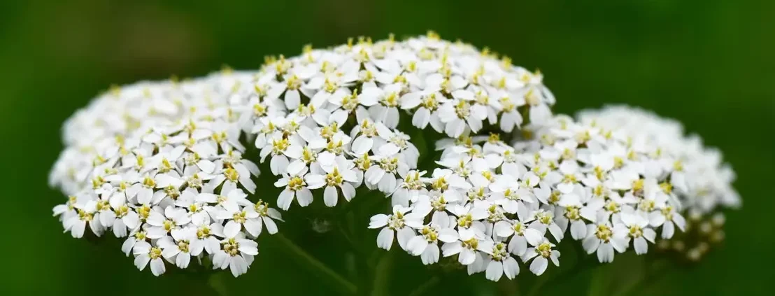 Achillea-milefolium-gewoehnliche-Schafgarbe_02-1.jpg Achillea millefolium - gewöhnliche Schafgarbe 1 g , ca. 5.000 Korn (UG 02, PG B) – Bild 1