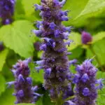 Agastache mexicana - mexikanische Duftnessel ca. 250 Korn