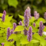 Agastache rug. 'Golden Jubilee' - gelblaubige Duftnessel 0,1 g., ca. 250 Korn (PG D)