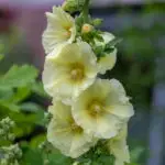 Alcea rosea GELB - gelbe Stockrose  0,5 g , ca. 50 Korn (PG C)