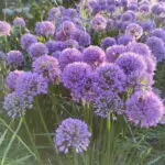 Allium sen 'Millenium' - Zierlauch,  1 Pflanze Tb12 cm (UG n.n.)