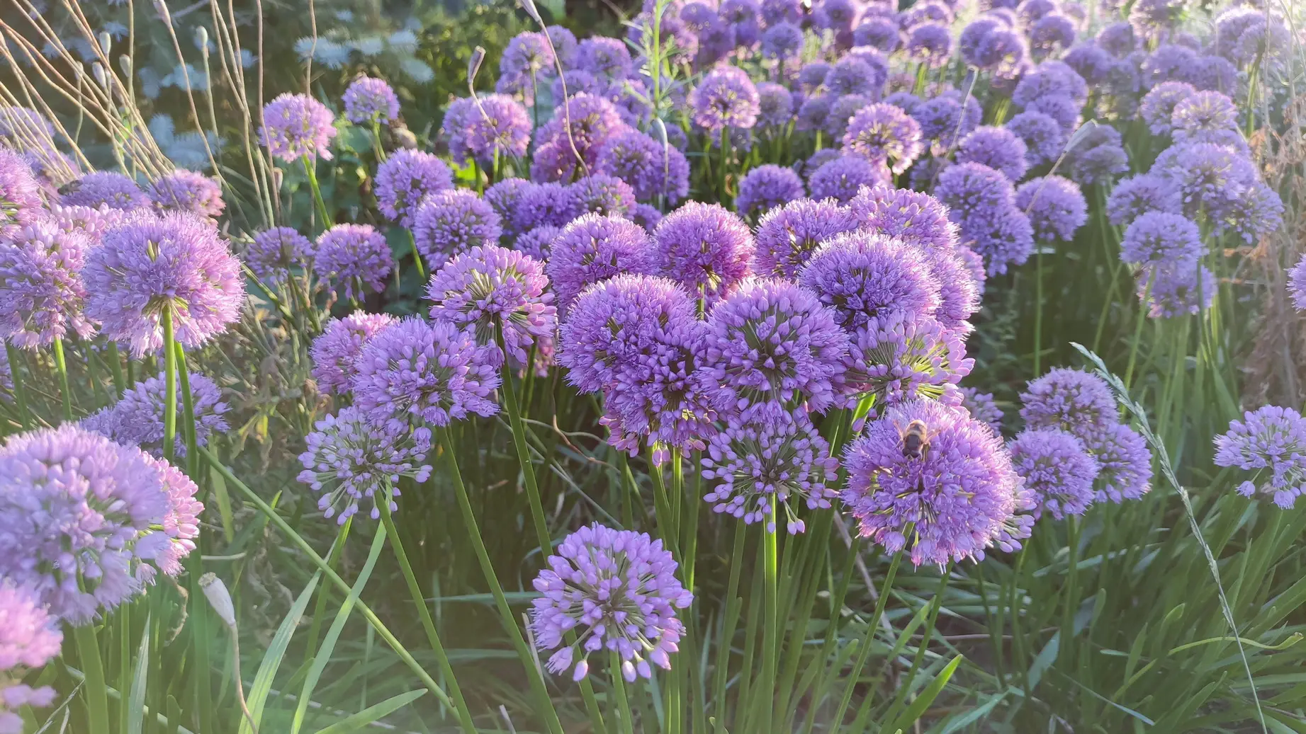 Allium millenium Allium sen 'Millenium' - Zierlauch, 1 Pflanze Tb12 cm (UG n.n.) – Bild 1