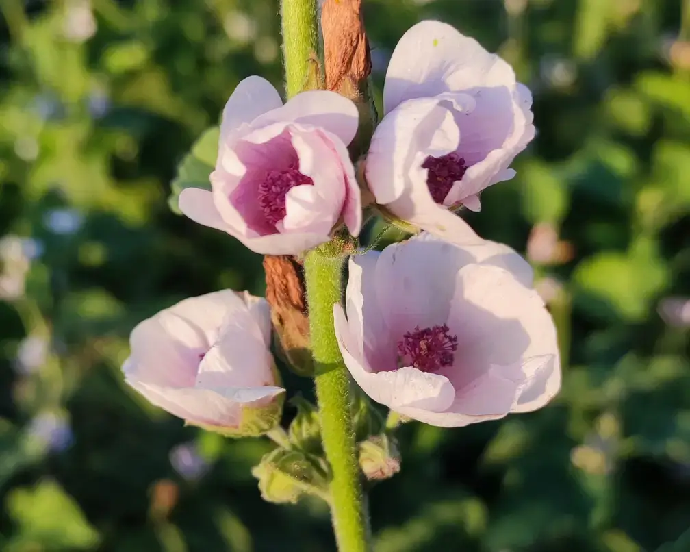 Althea-officinalis-echter-Eibisch_01a.jpg Althaea officinalis - echter Eibisch 0,5 g, ca. 250 Korn (UG 02, PG C) – Bild 1