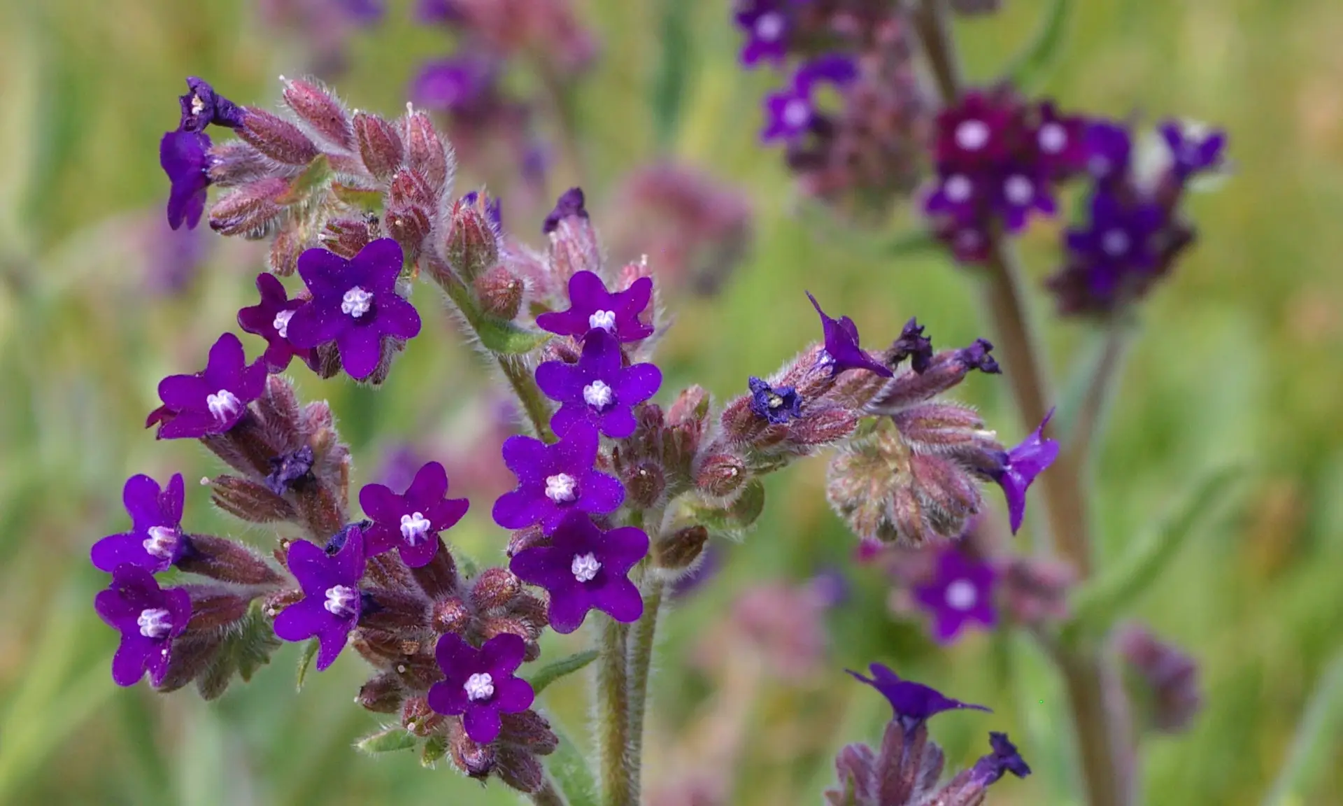 Von Christian Fischer, CC BY-SA 3.0, Anchusa officinalis - gewöhnliche Ochsenzunge 0,5 g, ca. 125 Korn (UG 12, PG D) – Bild 1
