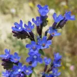 Anchusa officinalis - gewöhnliche Ochsenzunge             * im 12 cm RC-Topf