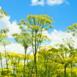 Anethum graveolens - Dill0,25 g,  ca. 220 Korn (UG 07, PG B)