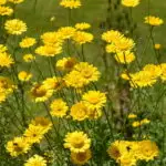 Anthemis tinctoria - Färber-Hundskamille  0,2 g, ca. 400 Korn (UG 03, PG B)