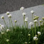 Armeria maritima 'Alba' - weiße Grasnelke,    Pflanze im 12 cm Topf (UG n.n.)