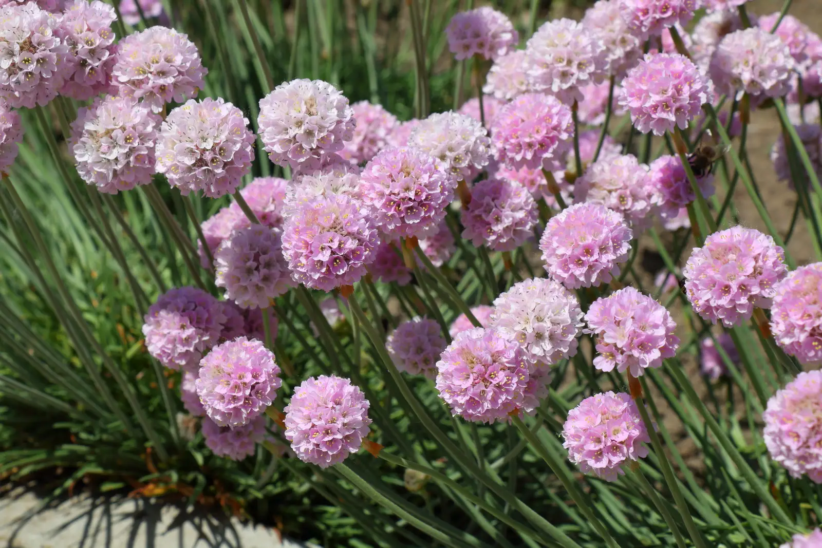 Beautiful spherical pink flowers of Armeria maritima Roseain a b Armeria maritima ssp.elongata - gemeine Grasnelke 0,25 g, ca. 175 Korn (UG 09, PG C) – Bild 1