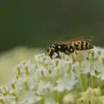 Asclepia incarnata 'Ice Ballet' - Seidenpflanze  0,5 gr., ca. 100 Korn (PG E)