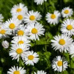 Bellis perennis - Gänseblümchen0,2 g, ca. 2.000  Korn (UG 02, PG E)