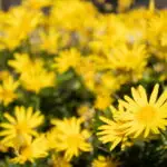 Buphthalmum salicifolia - Ochsenauge0,2 g, ca. 200 Korn (UG 02, PG C)