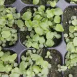 Campanula rapunculoides - Acker-Glockenblume,   7 Stck. Jungpflanzen (UG 20, WH)