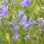 Campanula rotundifolia - rundblättrige Glockenblume 0,1 g,  ca. 1.500 Korn (UG 02, PG E)