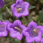 Campanula trachelium - nesselblättrige Glockenblume,      1 Pflanze im P0,5   (UG n.n., Fl)
