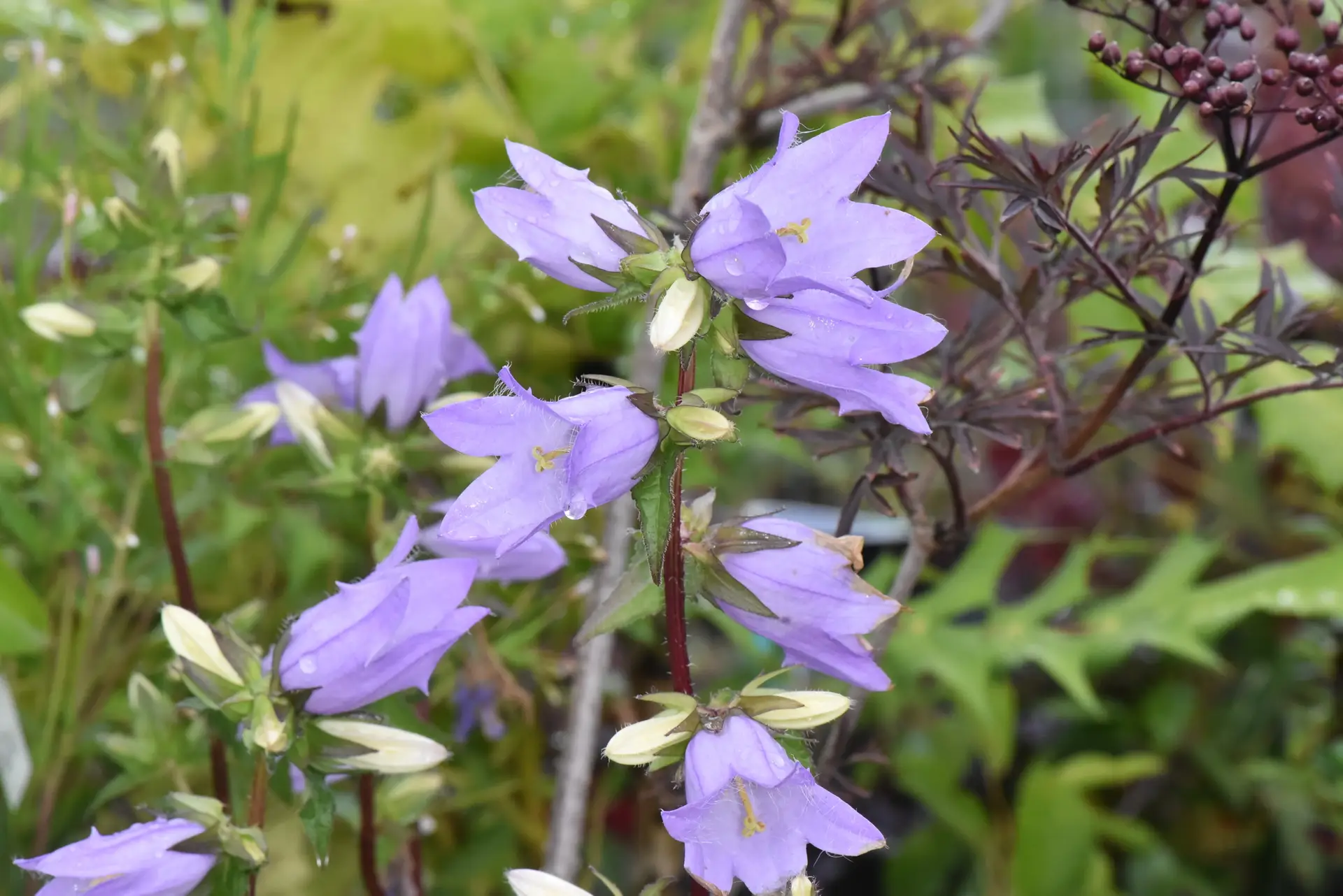 Campanula trachelium - nesselblättrige Glockenblume Campanula trachelium - nesselblättrige Glockenblume0,15 , ca. 1.000 Korn (UG 02, PG D) – Bild 1