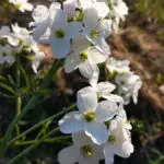 Cardamine pratensis - Wiesenschaumkraut,    12 cm RC Rundtopf (UG 02)