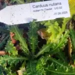 Carduus nutans - nickende Distel  7 Jungpflanzen (UG 02)