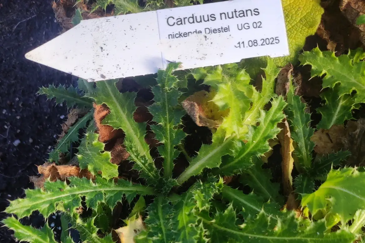 Carduus nutans-nickende Kratzdiestel_20 Carduus nutans - nickende Distel 7 Jungpflanzen (UG 02) – Bild 1