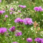 Centaurea jacea - Wiesen-Flockenblume   1 Stck. im P05-Topf (UG n.n, Fl)