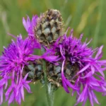 Centaurea scabiosa - Skabiosen-Flockenblume  1 Stck. imP0,5 Topf (UG n.n., Fl)