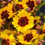 Coreopsis tinctoria - Färber-Mädchenauge,   1 Pflanze Tb12 cm
