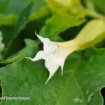 Datura stramonium - Stechapfel , ca. 250 Korn