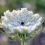 Daucus carota - wilde Möhre  2,5 g., ca. 2.500 Korn (UG 02, PG C)