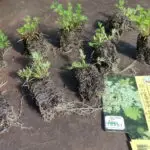 Daucus carota - wilde Möhre   8 Stck. Jungpflanzen
