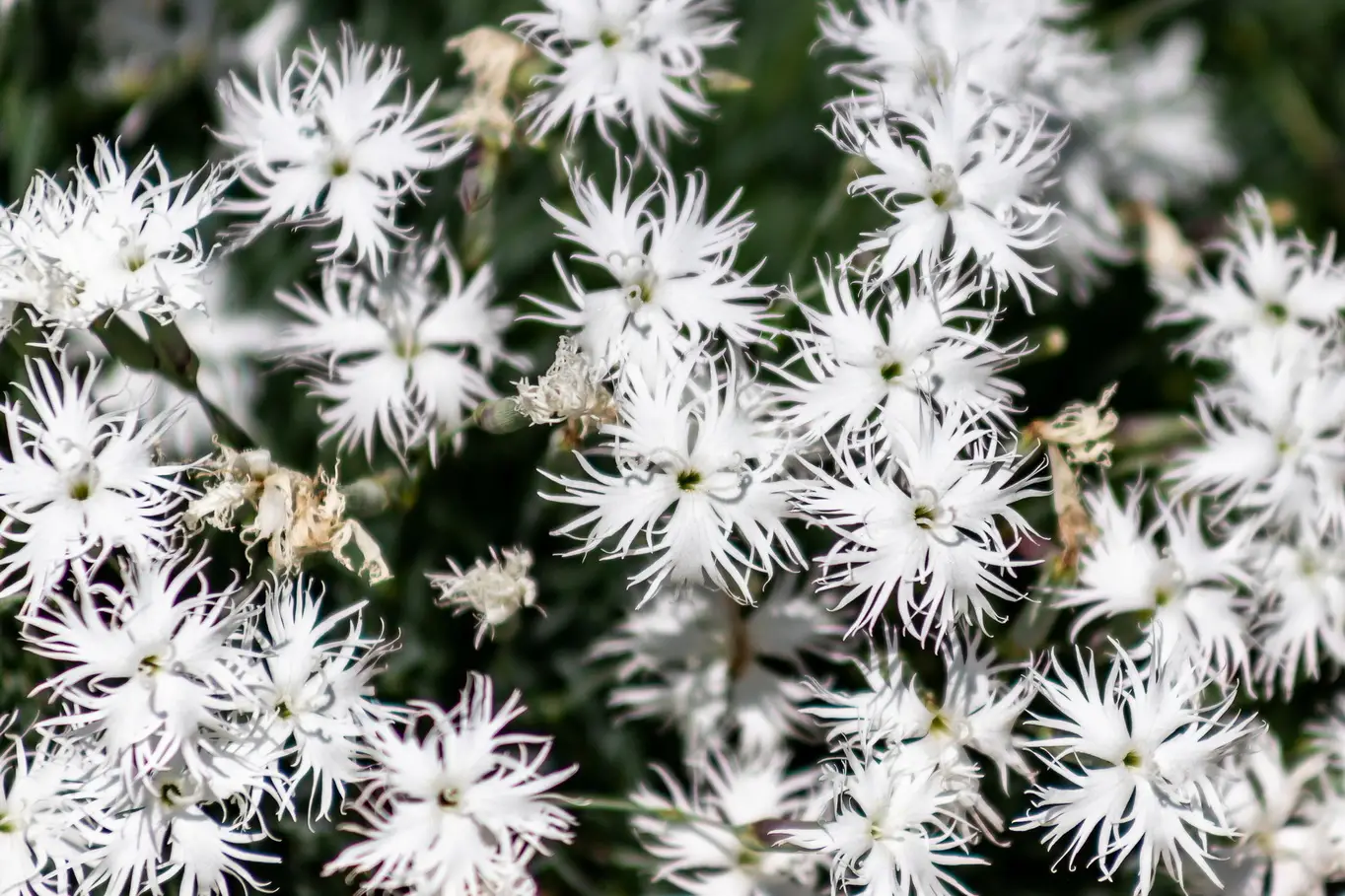 Dianthus arenarius or sand carnation white flowers with green Dianthus arenarius - Sand-Nelke 0,1 g, ca. 30 Korn (UG n.n., PG C) – Bild 1