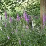 Digitalis purpurea - Fingerhut  1 Stck. im 12 cm Topf