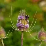 Dipsacus fullonum - Wilde Karde 2 g , ca. 500 Korn (UG 02, PG C)