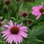 Echinacea p. 'Magnus' - Sonnenhut 1 g, ca. 120  Korn (PG D)