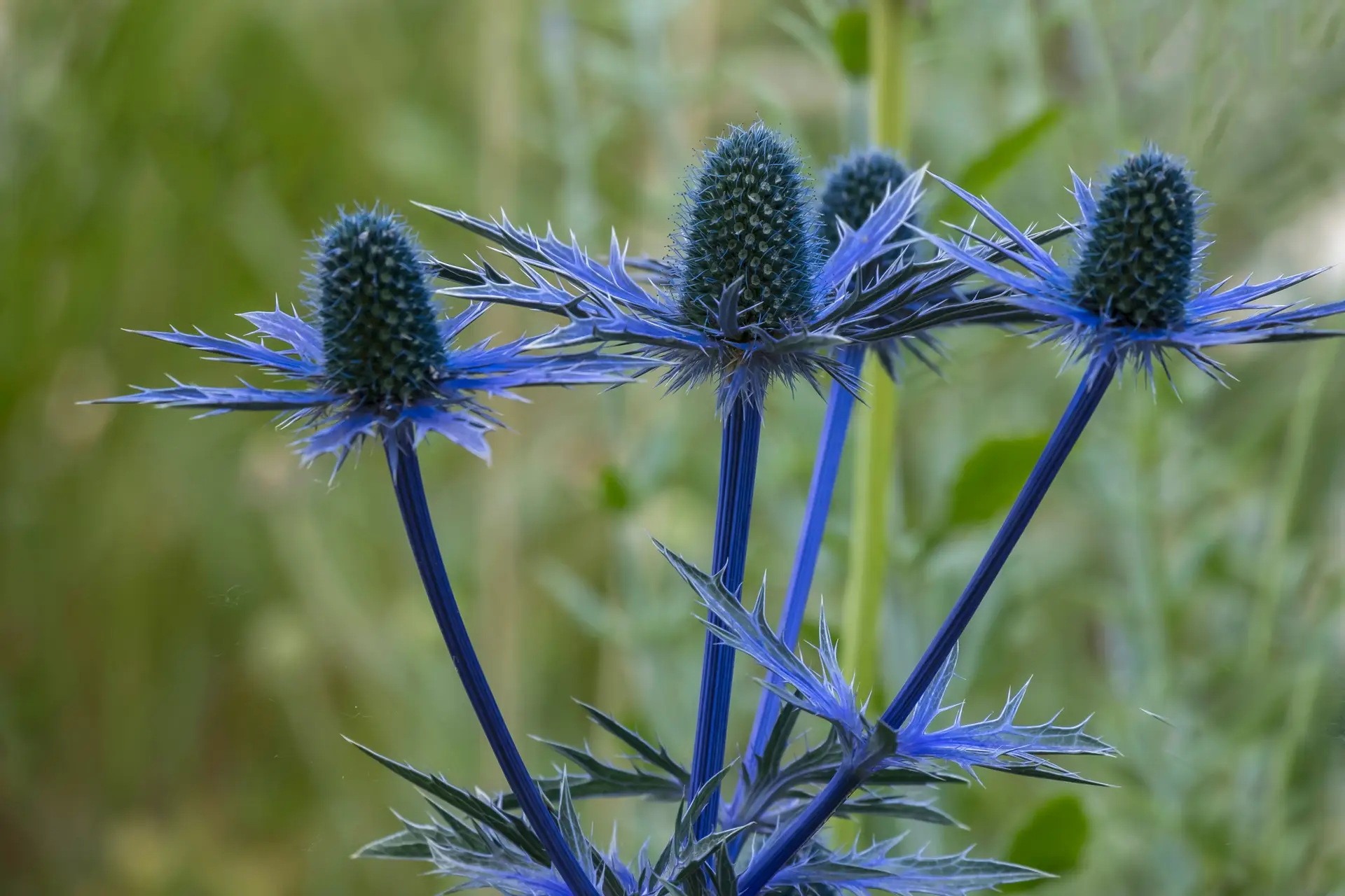 Eryngium Planum, Blue Hobbit, Sea Holly, Edeldistel Eryngium planum - blaue Edeldistel, 0,15 g, ca. 80 Korn (UG 07, PG C) – Bild 1