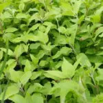 Eupatorium cannabinum - gewöhnlicher Wasserdost,    7 Jungpflanzen (UG 07, WH)