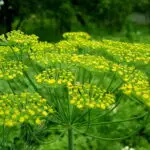 Foeniculum vulgare - echter Fenchel 1,0 g, für ca. 1 qm (UG n.n., PG B)