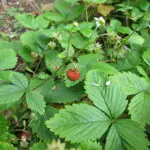 Fragaria vesca vesvca 0,1 g, für ca. 30 Pflanzen (UG n.n., PG C)