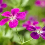 Geranium palustre - Sumpf-Storchschnabel    1 Stck. im P1 Vierecktopf (UG n.n., Sc)