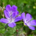 Geranium pratense - Wiesen-Storchschnabel   7 Jungpflanze (UG 02, WH)