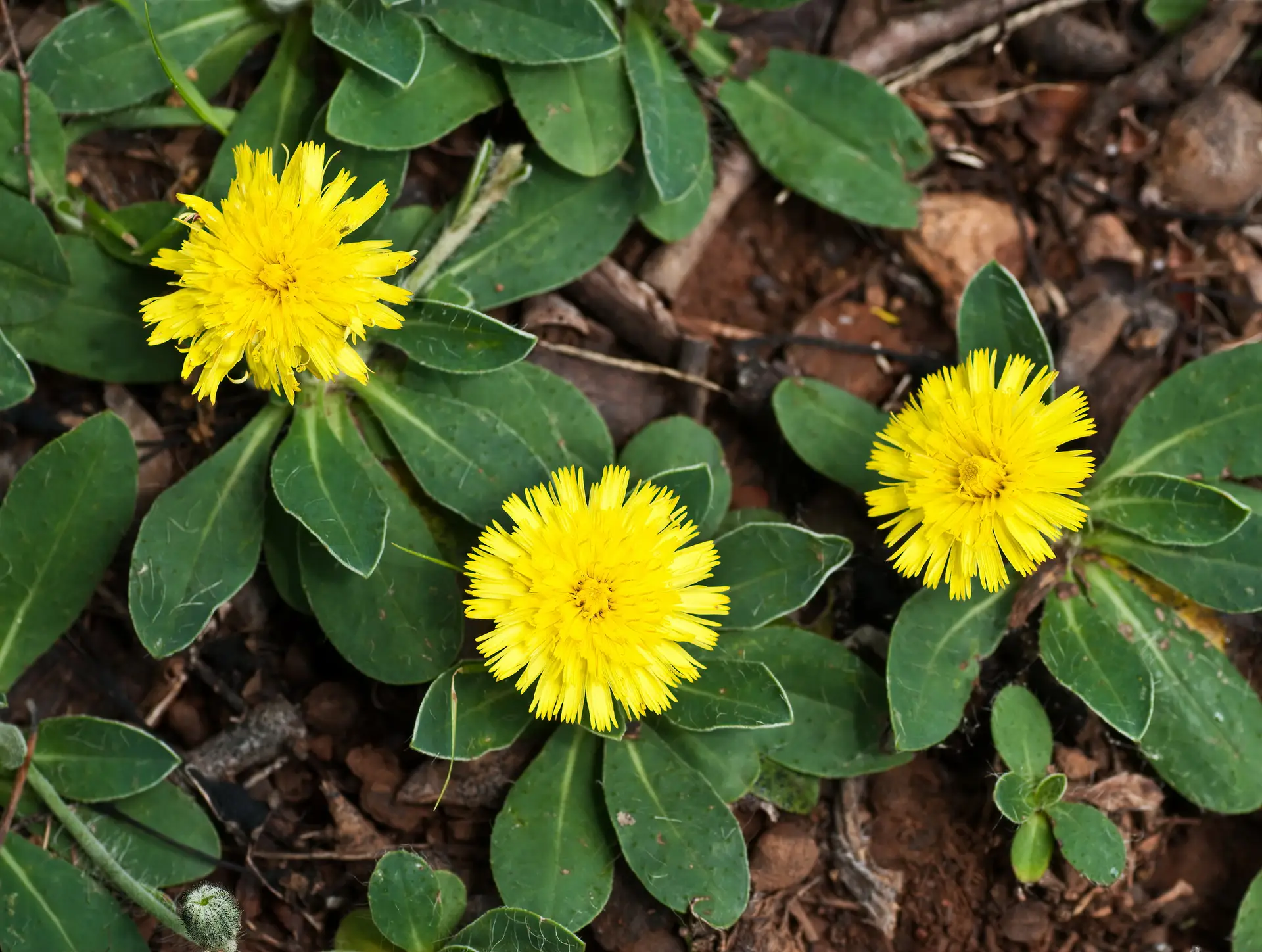 Mouse-ear hawkweed (Hieracium pilosella) in central Virginia in Hieracium pilosella - kleines gelbes Habichtskraut 1 Stck. im 9 cm RC Topf (UG 01) – Bild 1