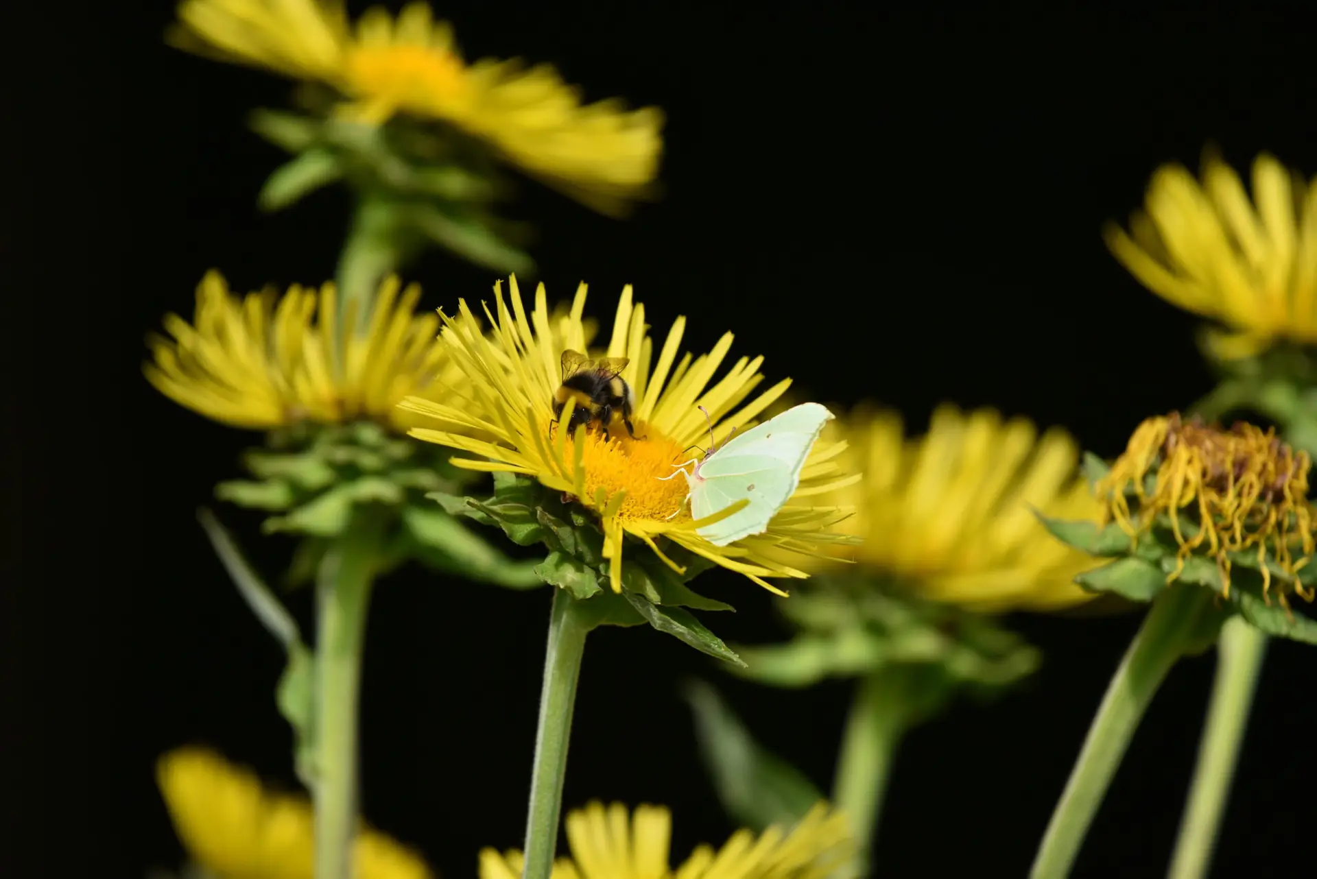Inula-helenium-alant-echter-Alant_06-scaled-1.jpg Inula helenium - echter Alant 1 Pflanze Tb12 – Bild 1