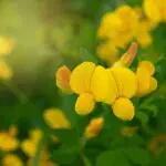 Lotus corniculatus - Hornklee 1,0 g, ca. 600 Korn (UG 02, PG B)
