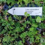 Lotus corniculatus - Hornklee    7 Stck. Jungpflanzen (UG 02)