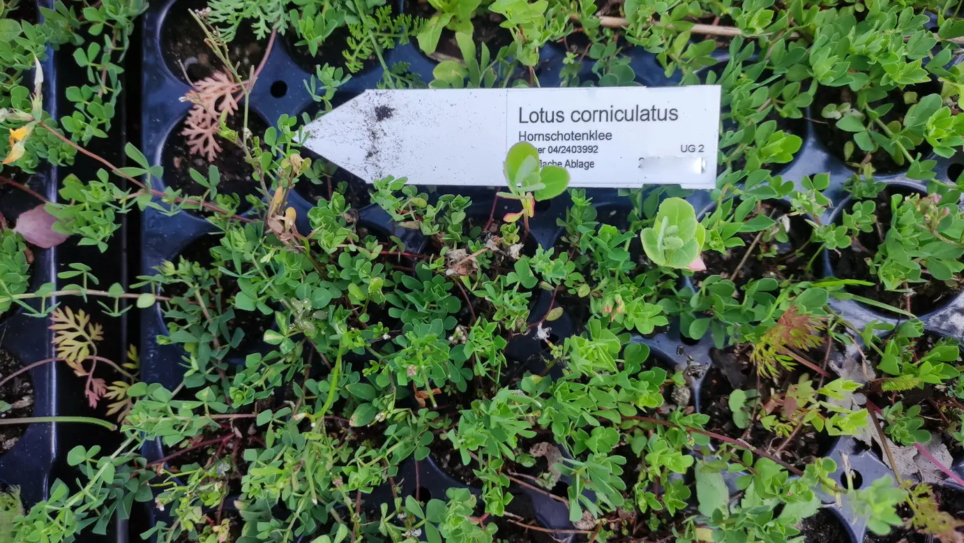 Lotus-corniculatus-Hornklee_19.jpg Lotus corniculatus - Hornklee 7 Stck. Jungpflanzen (UG 02) – Bild 1