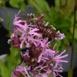 Lychnis flos-cuculi  Kuckucks-Lichtnelke 0,25 g, ca. 1.200 Korn (UG 02, PG C)