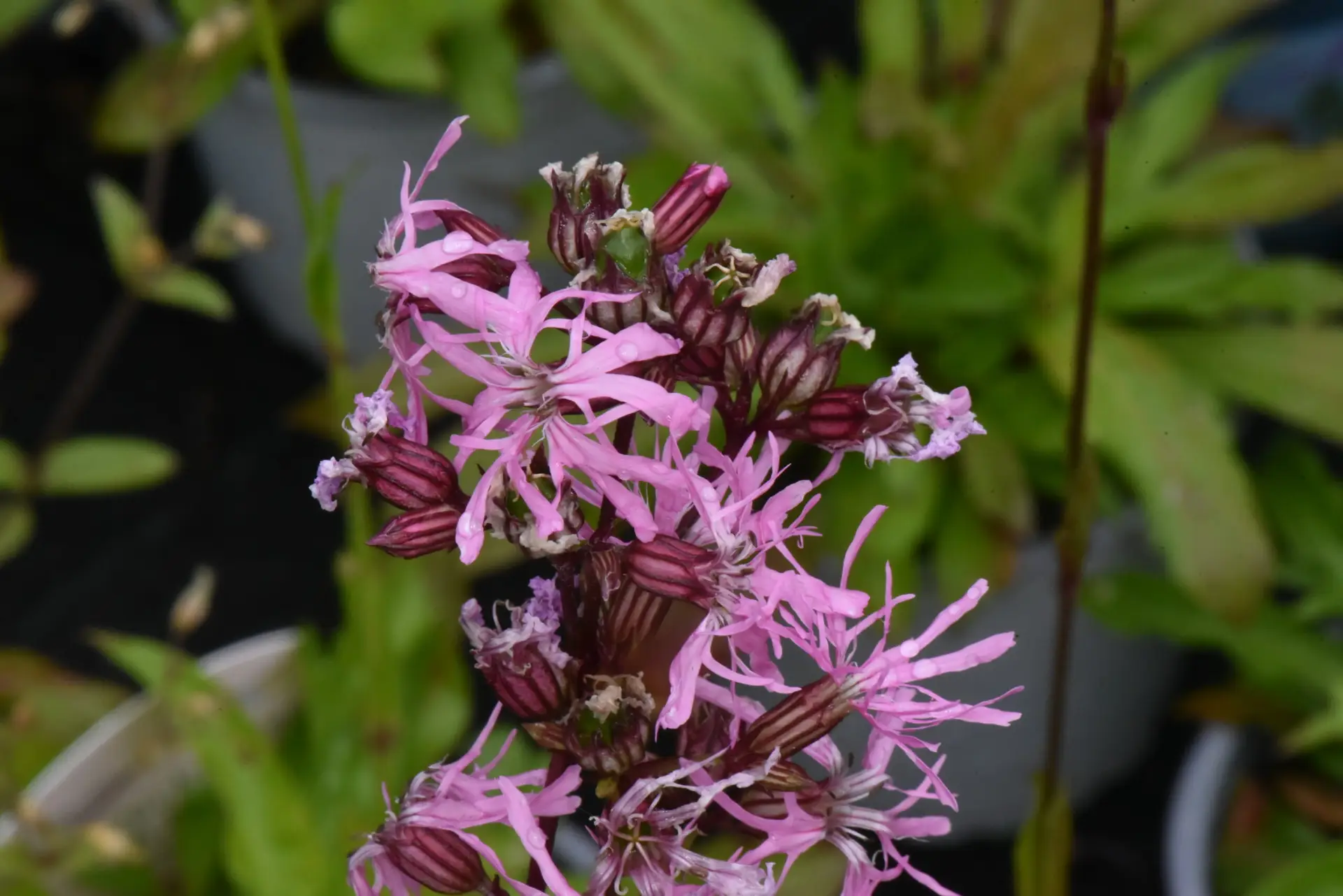 Lychnis flos-cucculi Lychnis flos-cuculi Kuckucks-Lichtnelke 0,25 g, ca. 1.200 Korn (UG 02, PG C) – Bild 1