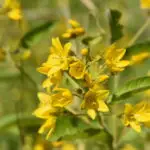 Lysimachia vulgaris - gewöhnlicher Gilbweiderich  1 Stck. im 12 cm RC-Topf
